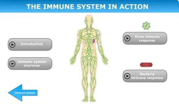GS-441524 immune system | Shaanxi BLOOM Tech Co., Ltd GS-441524 immune system | Shaanxi BLOOM Tech Co., Ltd