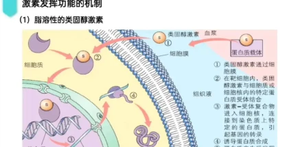 Bioglutide NA-931 Buy | Shaanxi BLOOM Tech Co., Ltd Bioglutide NA-931 Buy | Shaanxi BLOOM Tech Co., Ltd